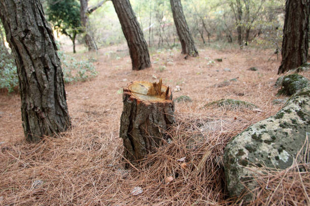Professional Tree Care in Emsworth, PA