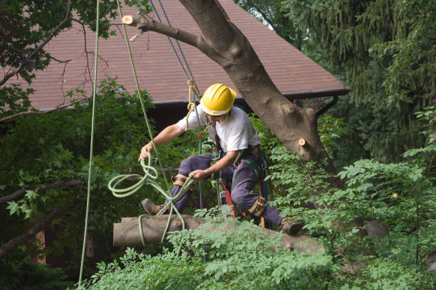 How Our Tree Care Process Works  in  Emsworth, PA